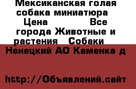 Мексиканская голая собака миниатюра › Цена ­ 53 000 - Все города Животные и растения » Собаки   . Ненецкий АО,Каменка д.